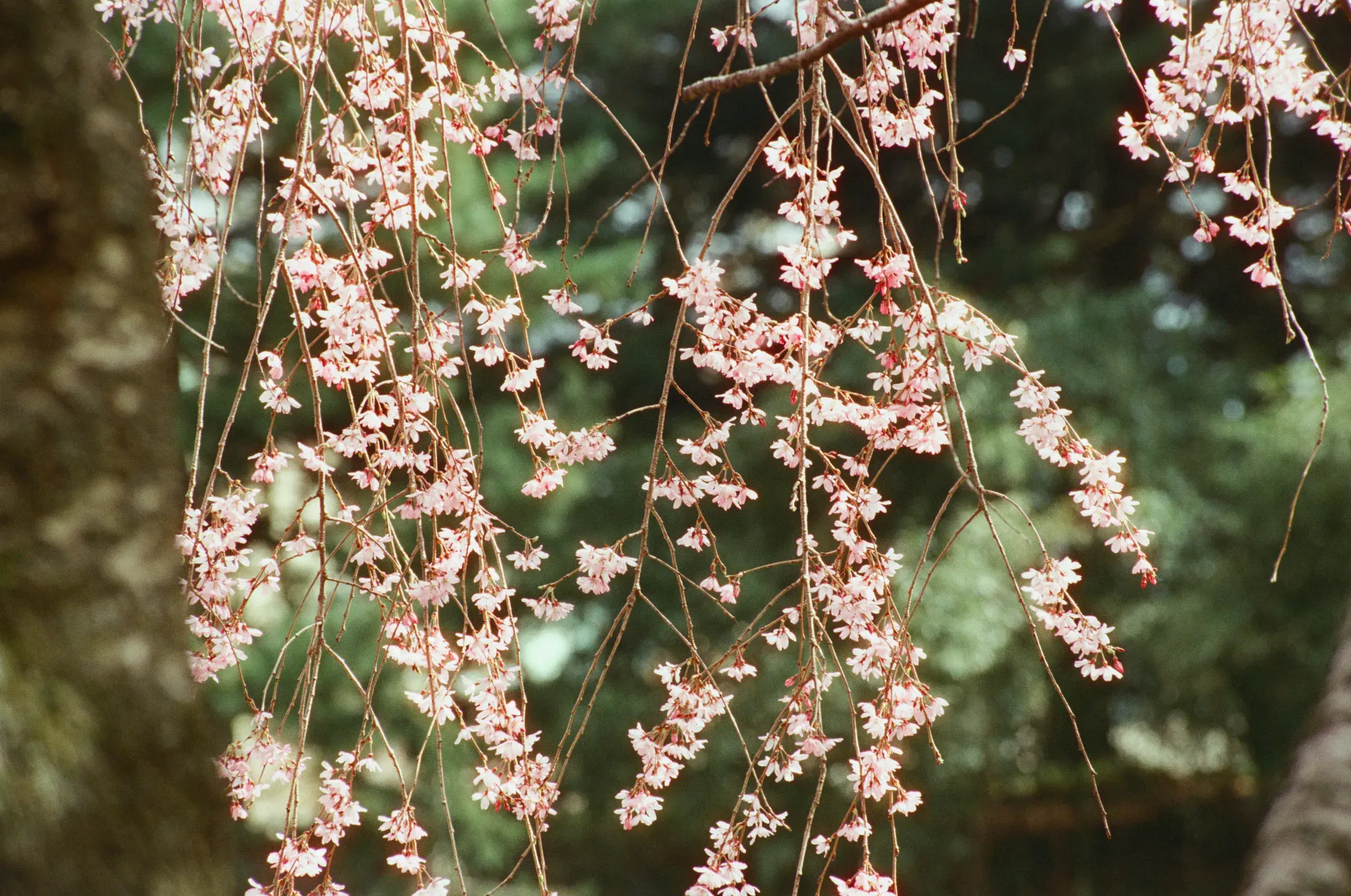 cascading sprays of tiny pale-pink blossoms hanging against dark green foliage