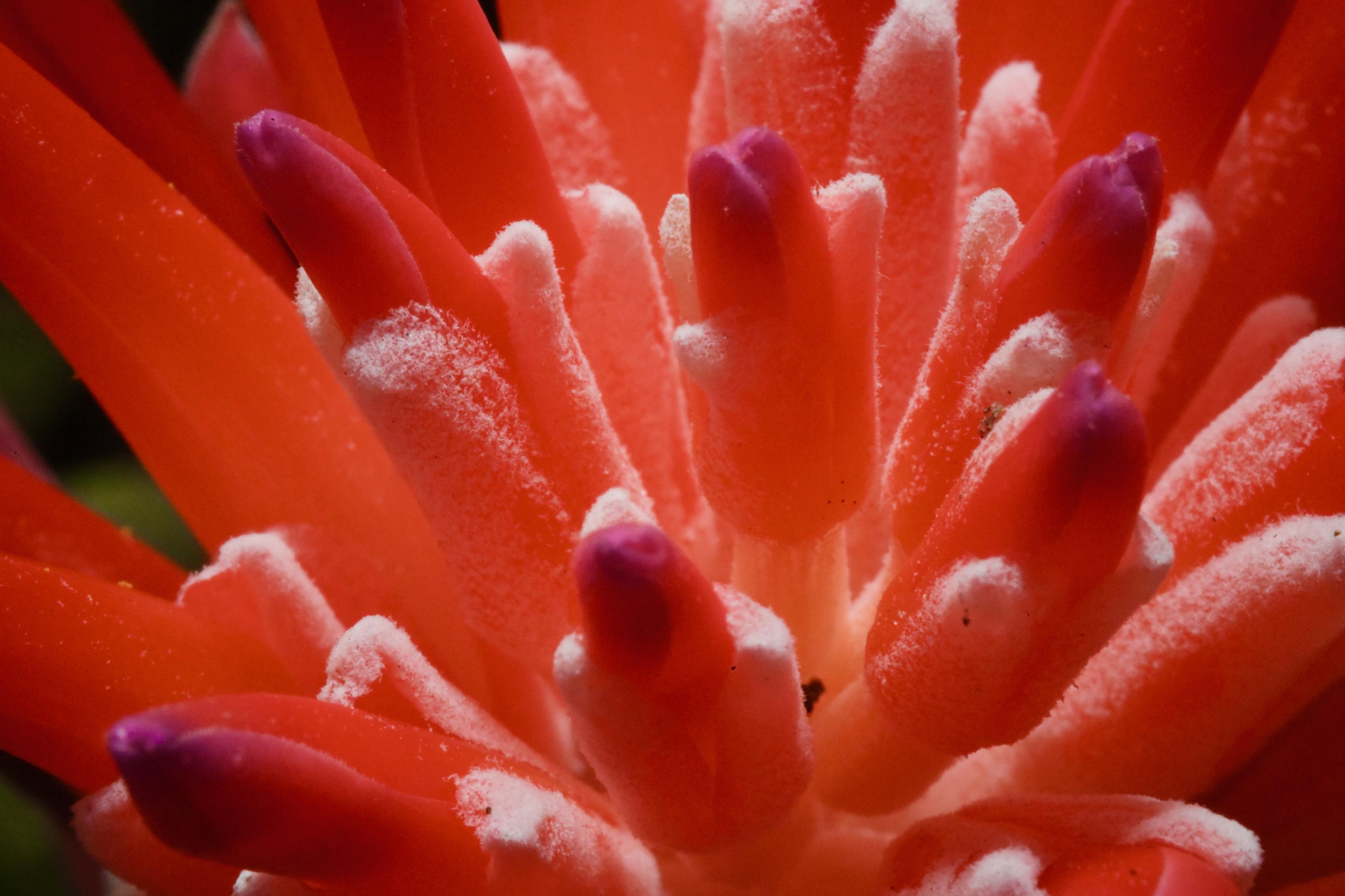 flora — DSC_0724.jpeg