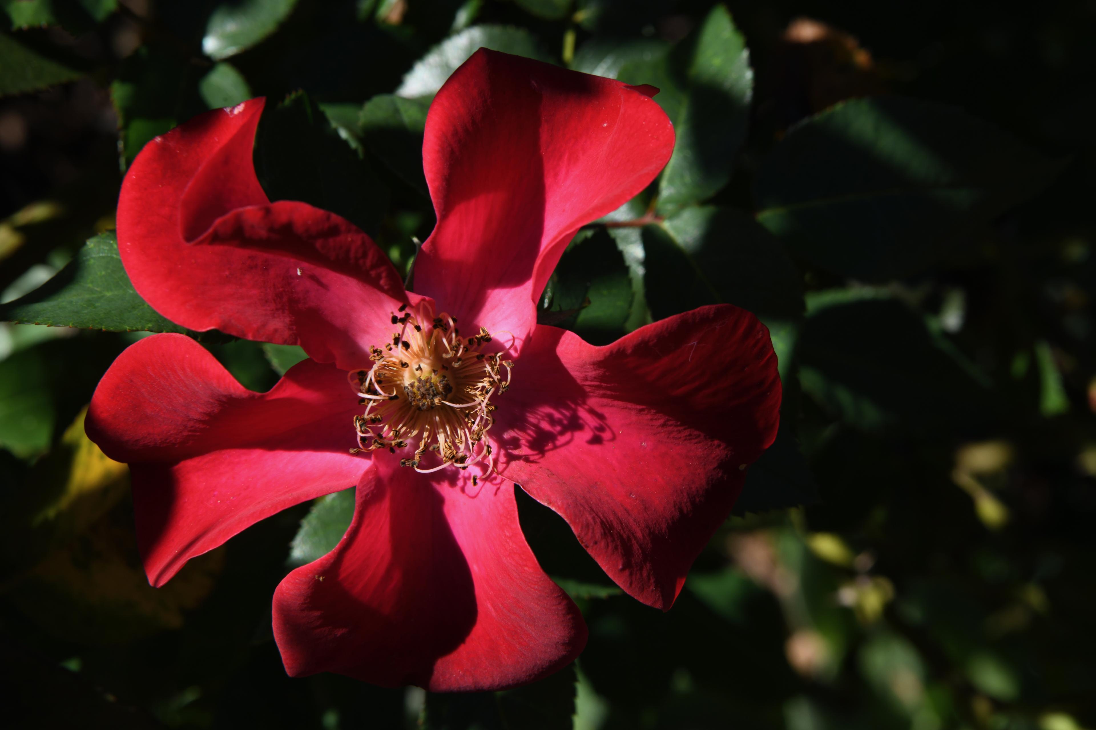 flora — DSC_1834.jpeg