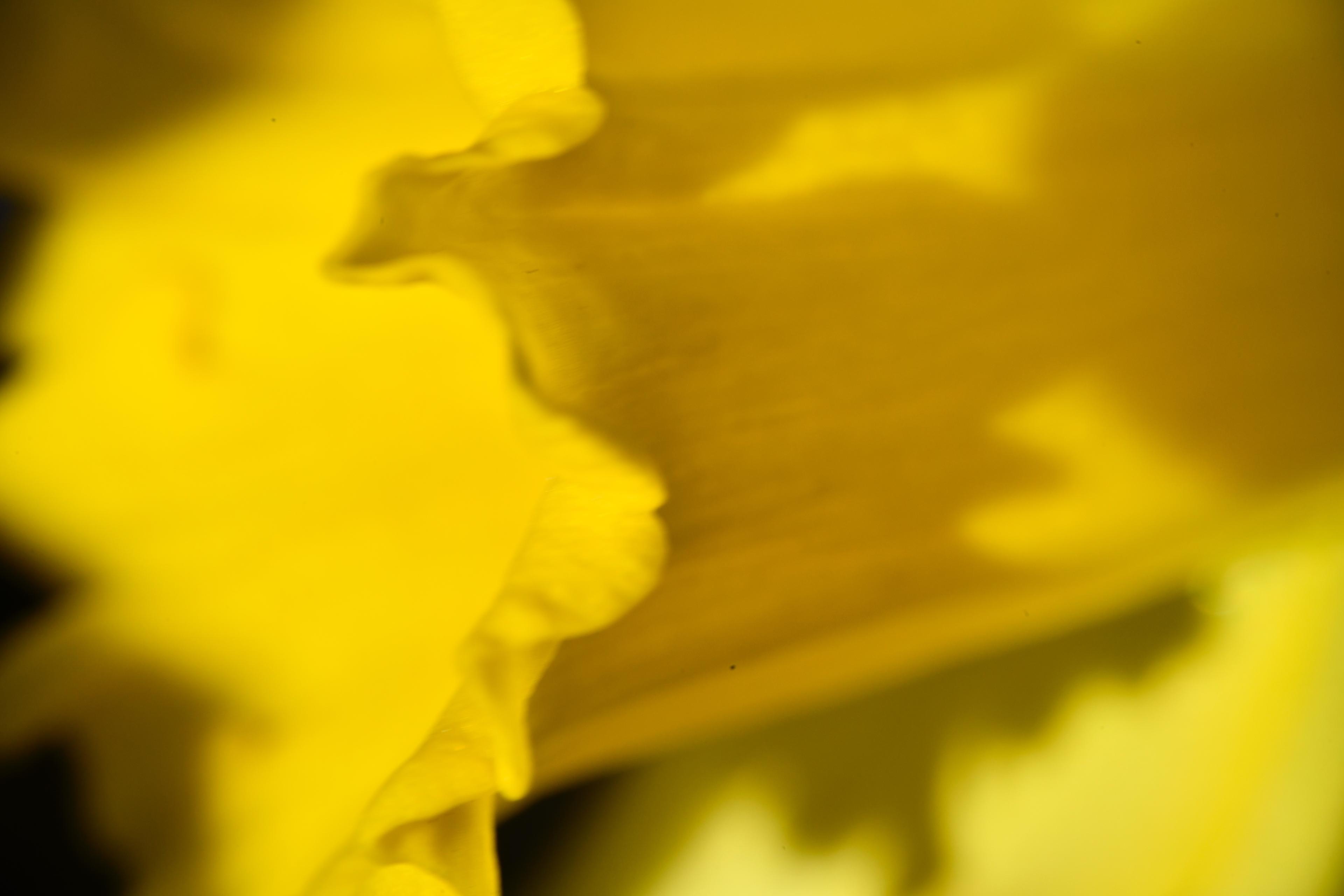 flora — _DSC3453.jpeg