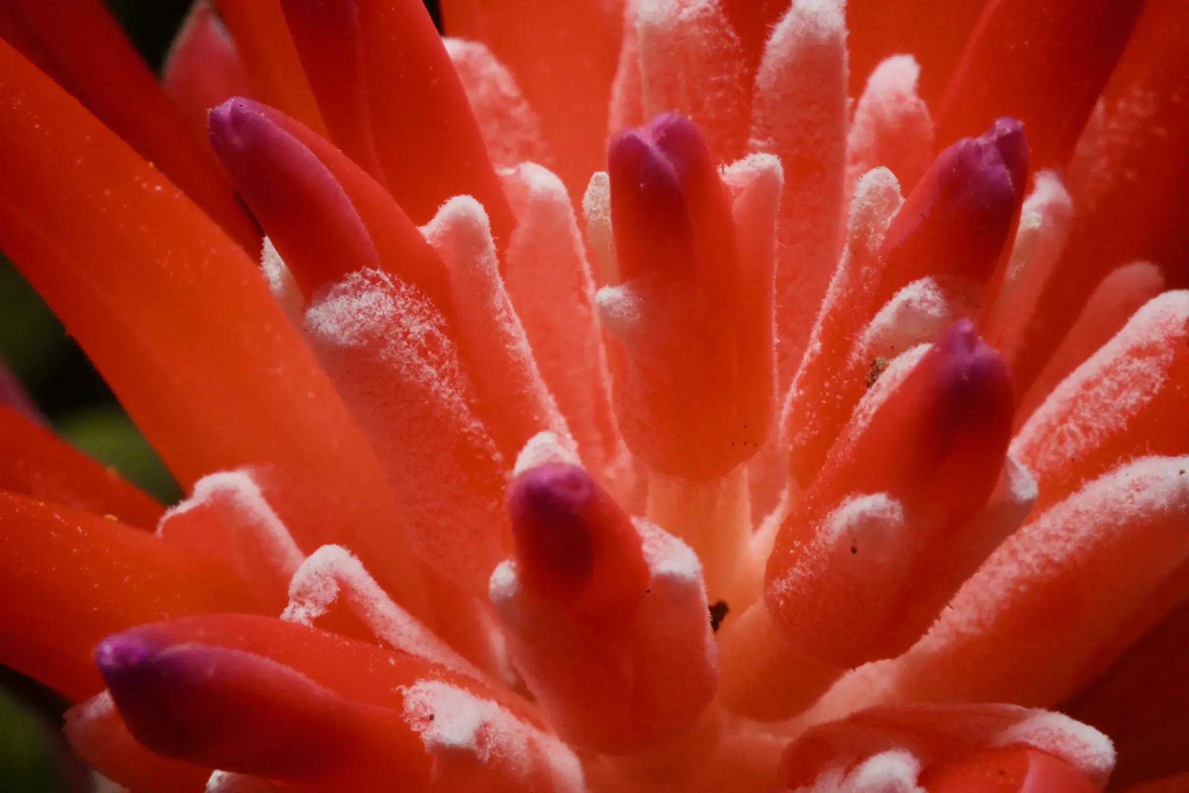 macro of a scarlet tubular flower cluster, dew on the petals, magenta anthers