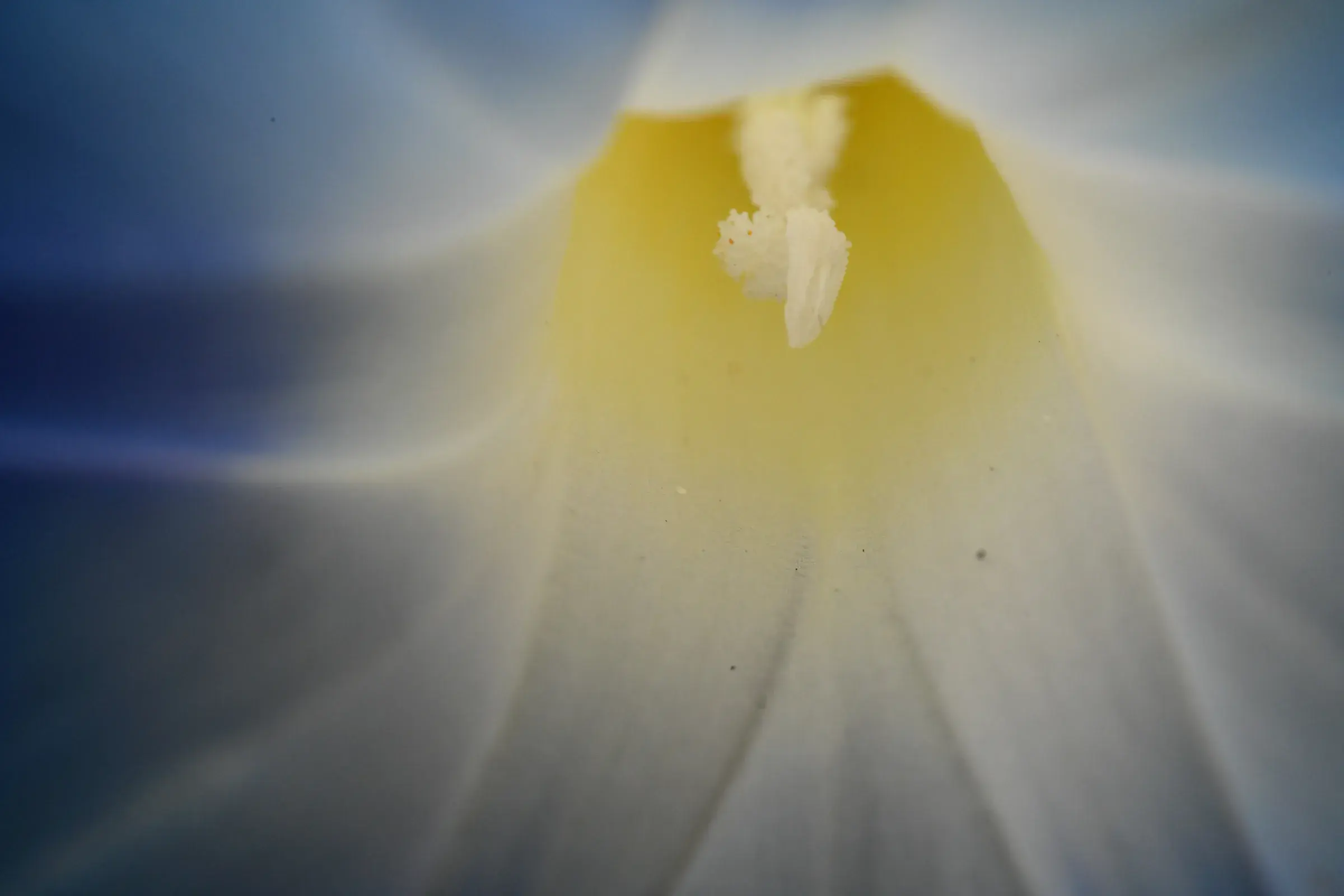 pale yellow rose dissolving into soft focus, blue-grey wash across the frame
