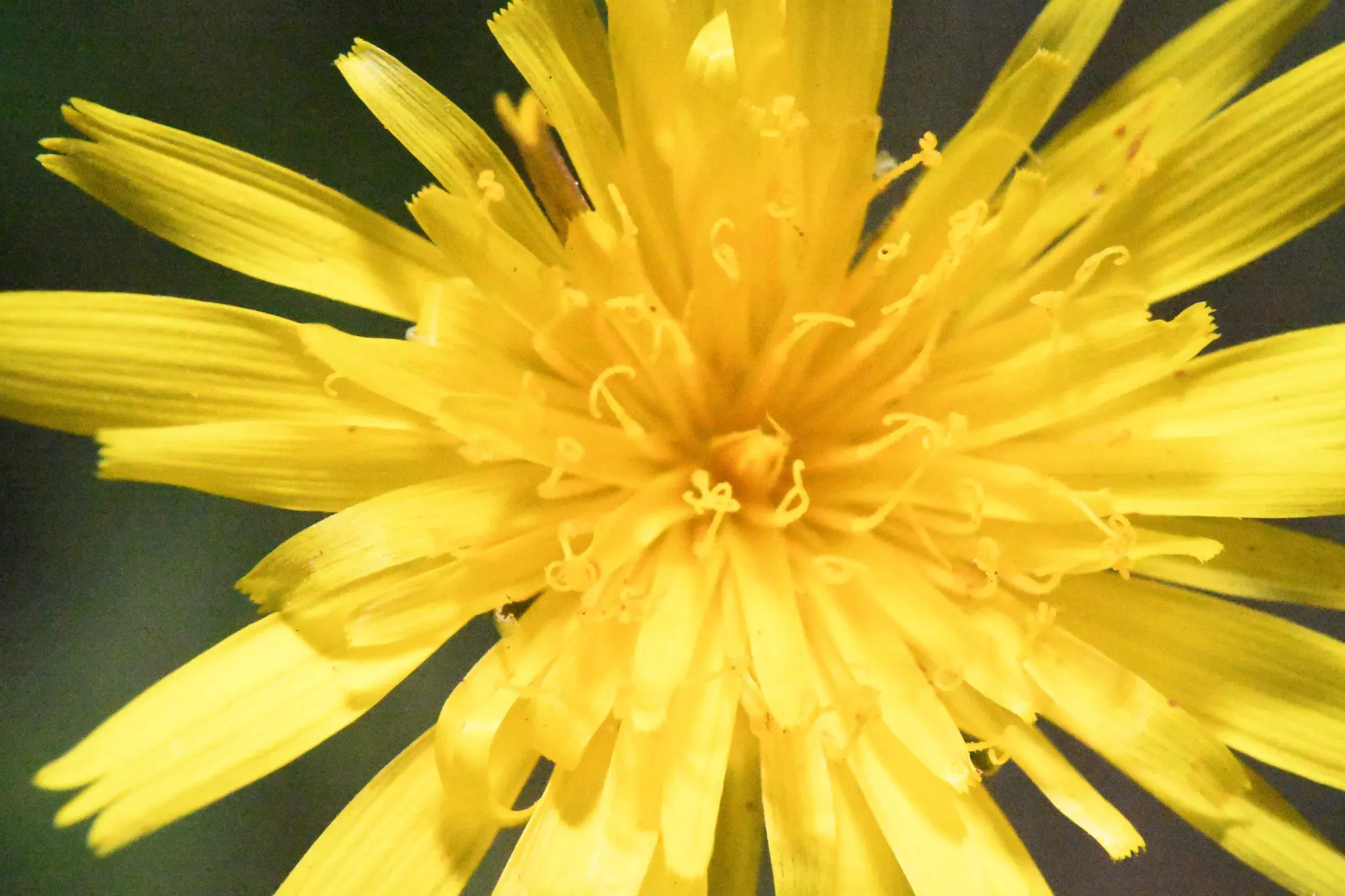 bright yellow bloom filling the frame, dense ray florets radiating from the centre