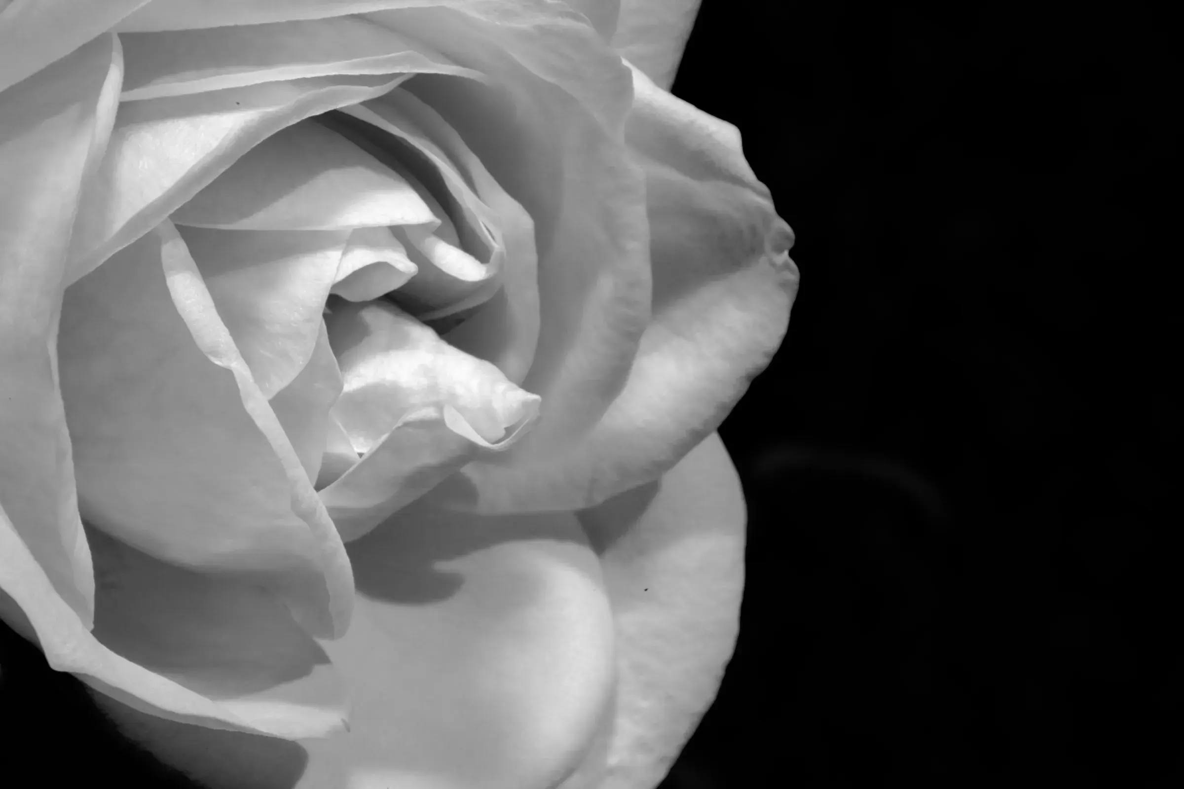 black and white rose, petals furled tight, soft directional light