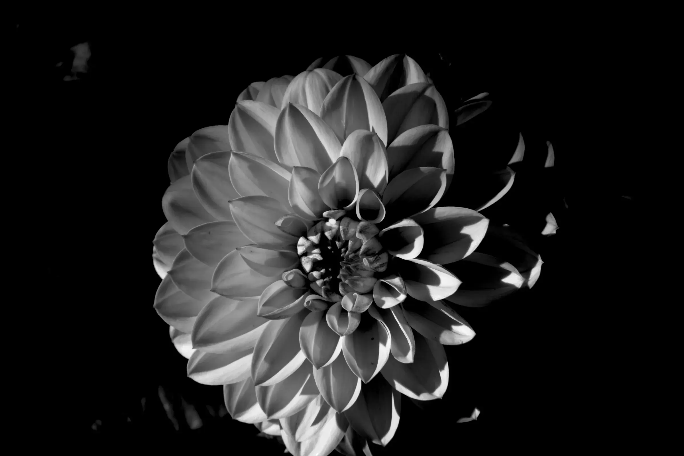 black and white dahlia, concentric rings of pointed petals against black