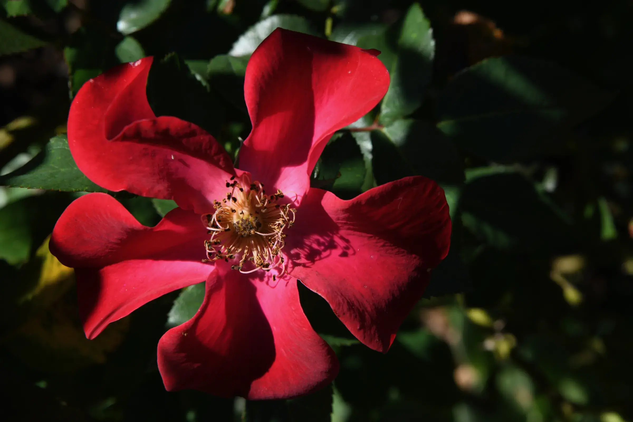 deep crimson rose with golden stamens at its centre, dark leaves behind