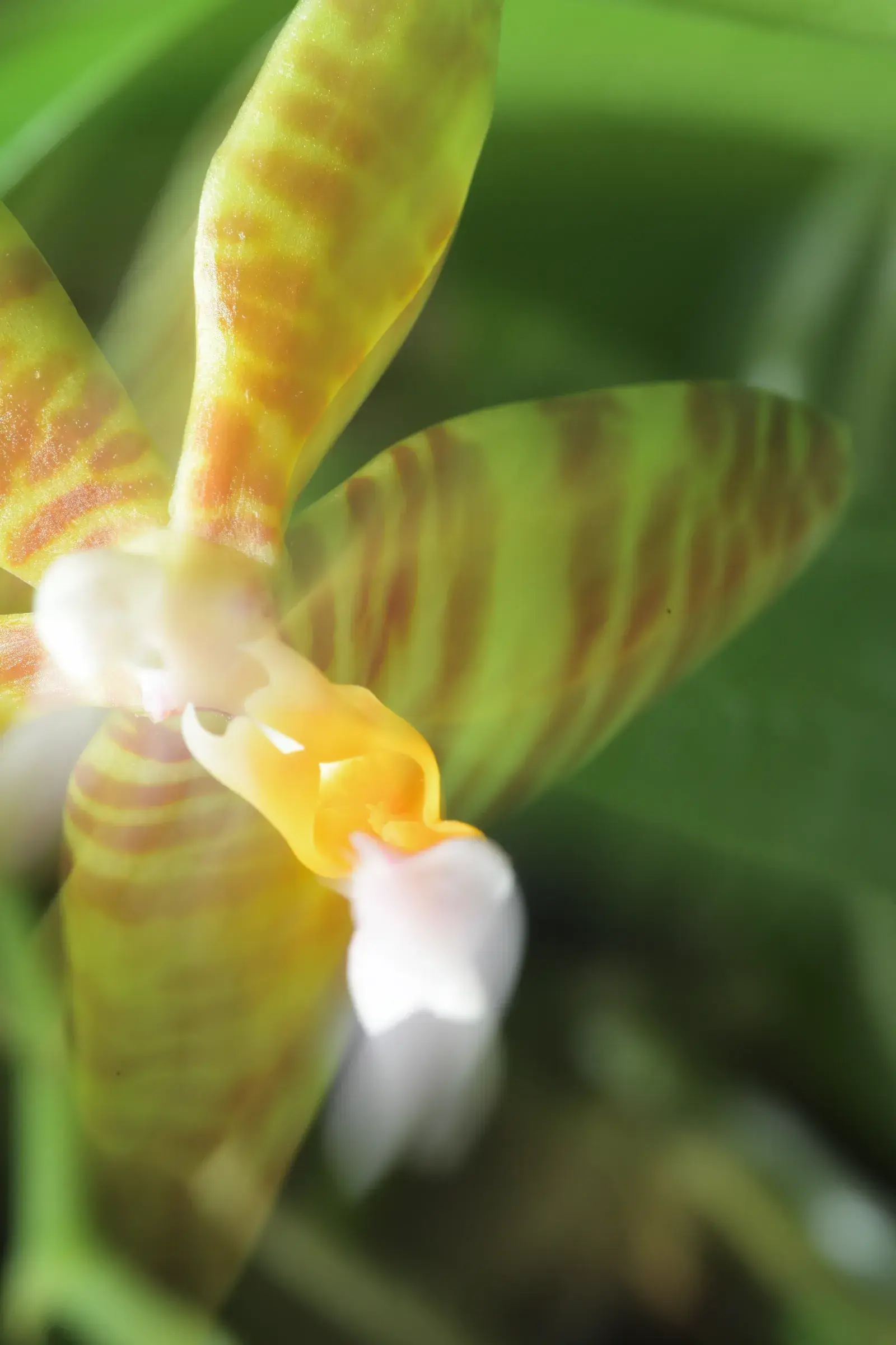 pale yellow and green striped petal in soft focus, green ground