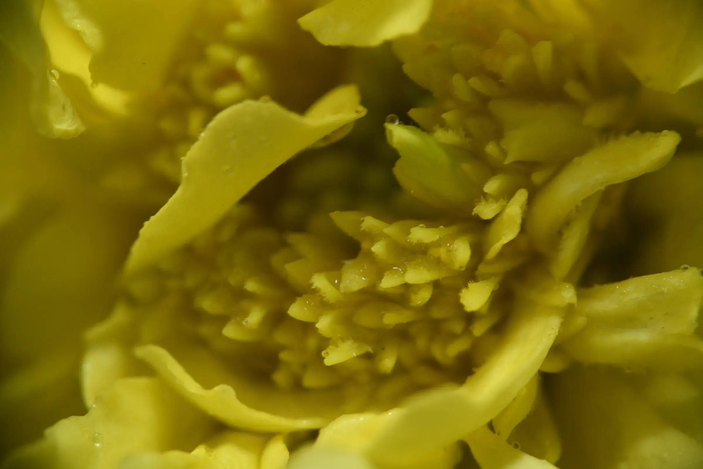 extreme macro of yellow stamens heavy with pollen, dark surround