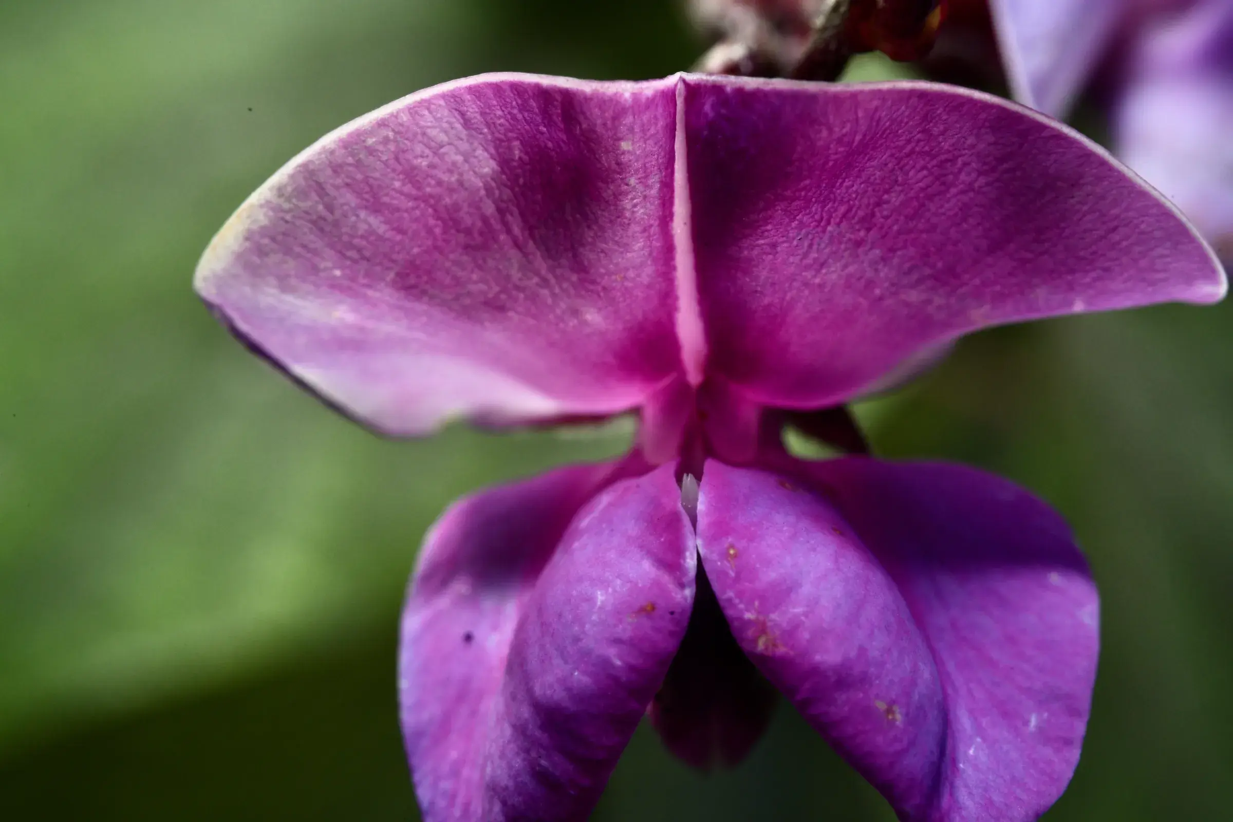 magenta orchid with two broad lobed petals, green foliage behind