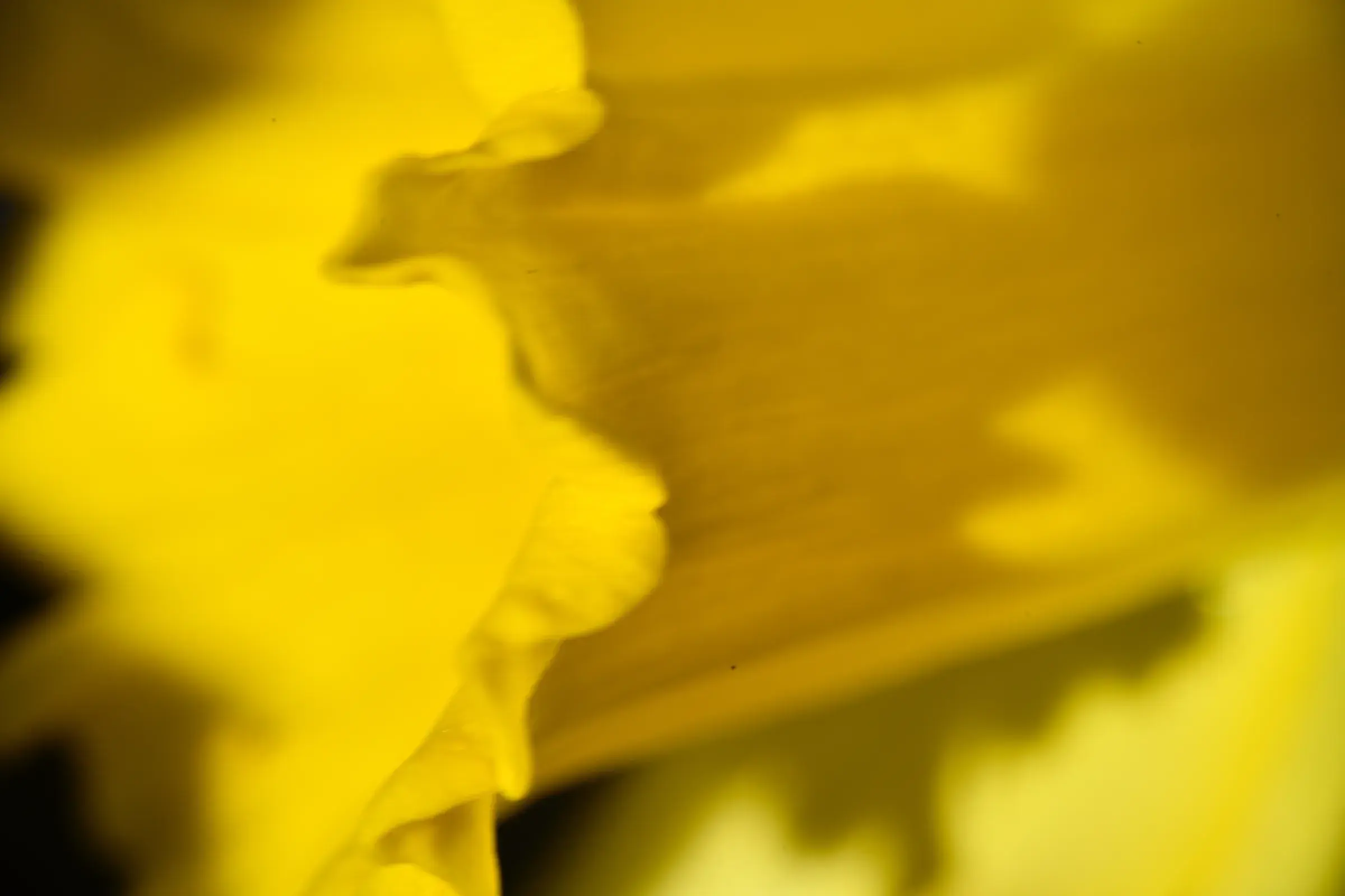 close macro along the edge of a yellow petal, high key and luminous