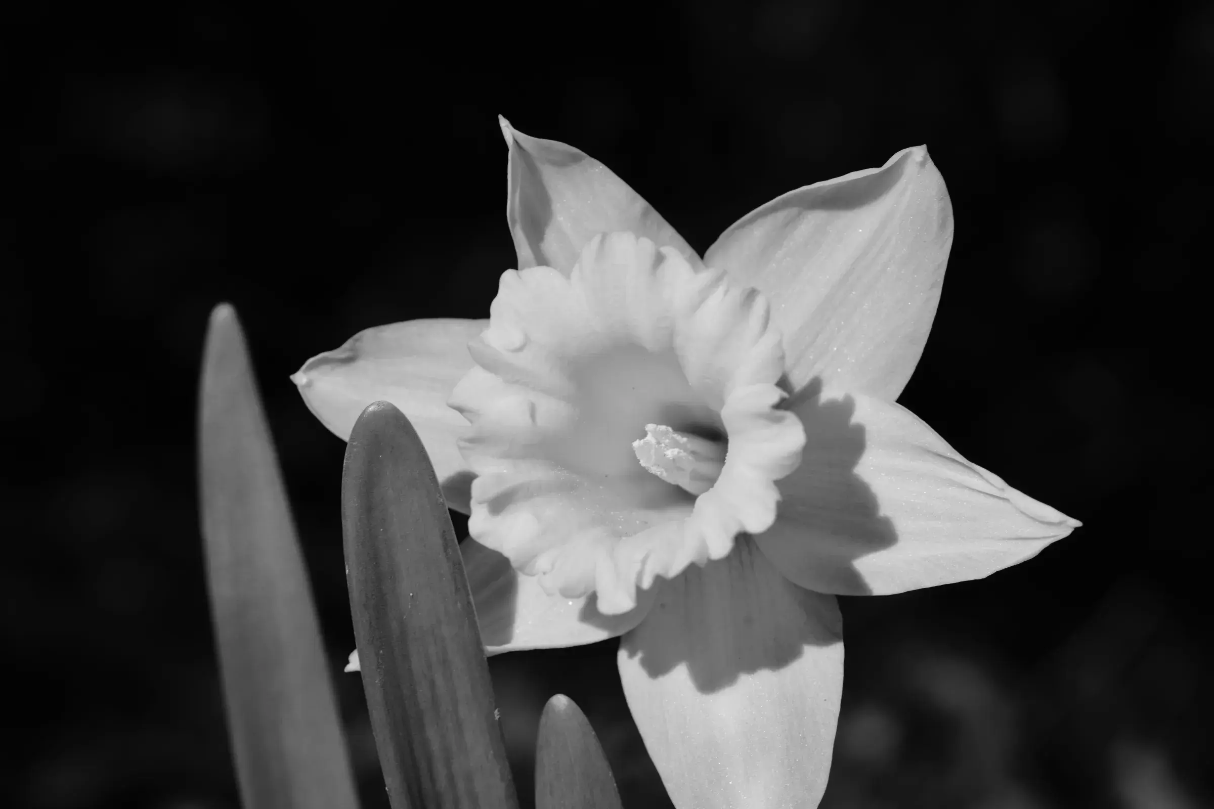 black and white daffodil in profile, trumpet lit against a dark ground