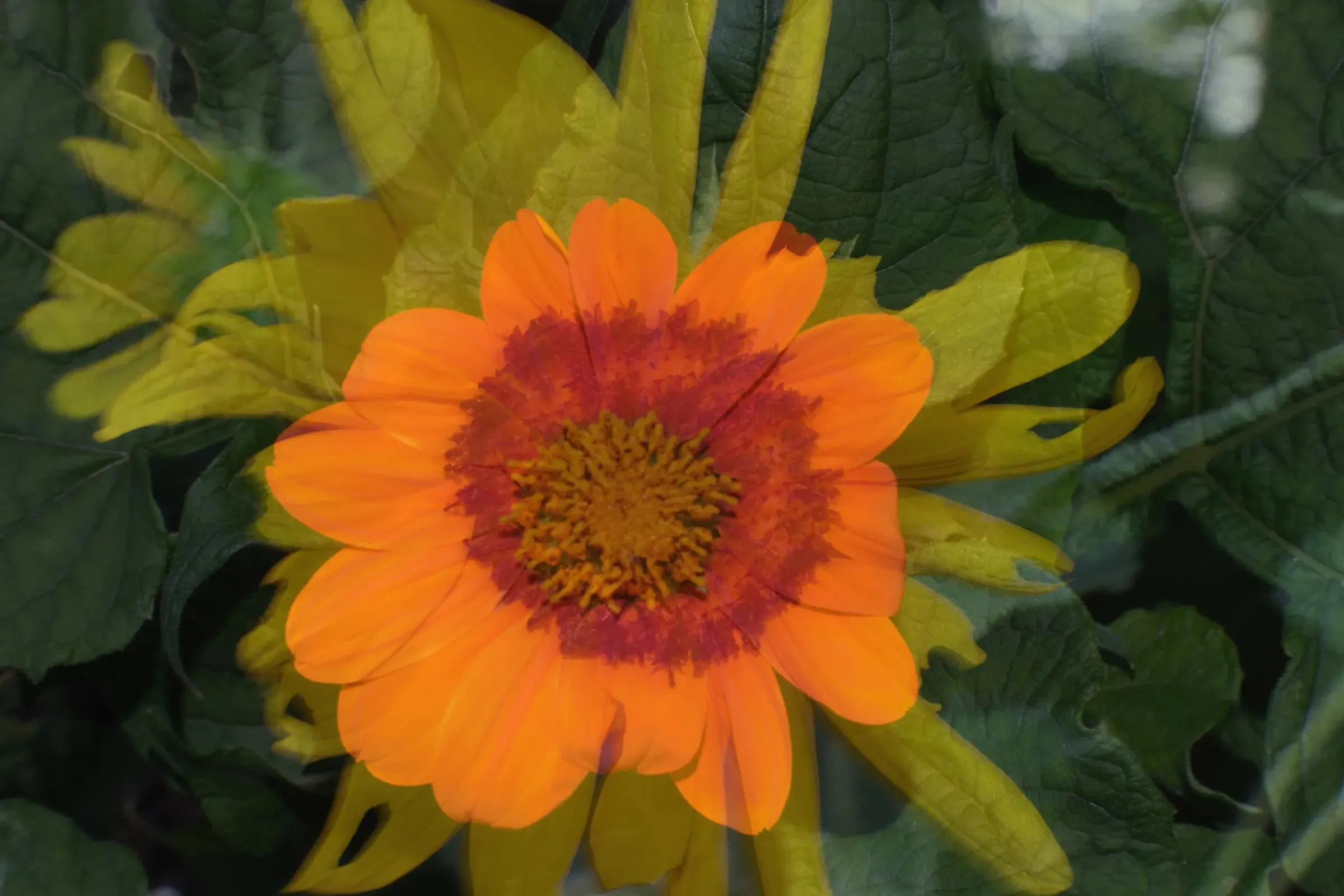 orange and yellow sunflower head, dark green leaves crowding the frame
