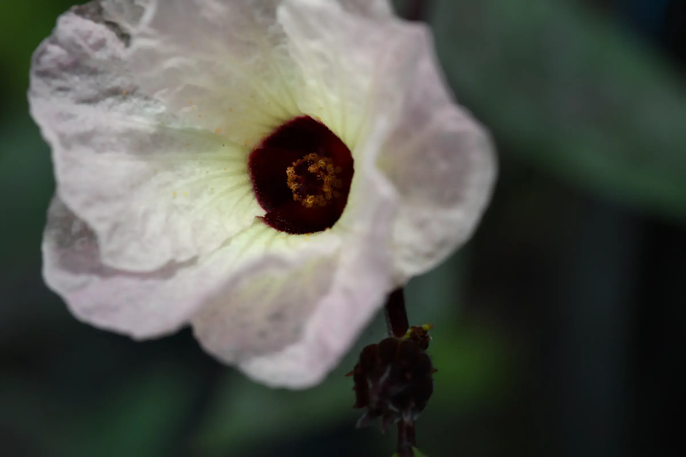 white hibiscus opened flat, deep maroon eye at the centre