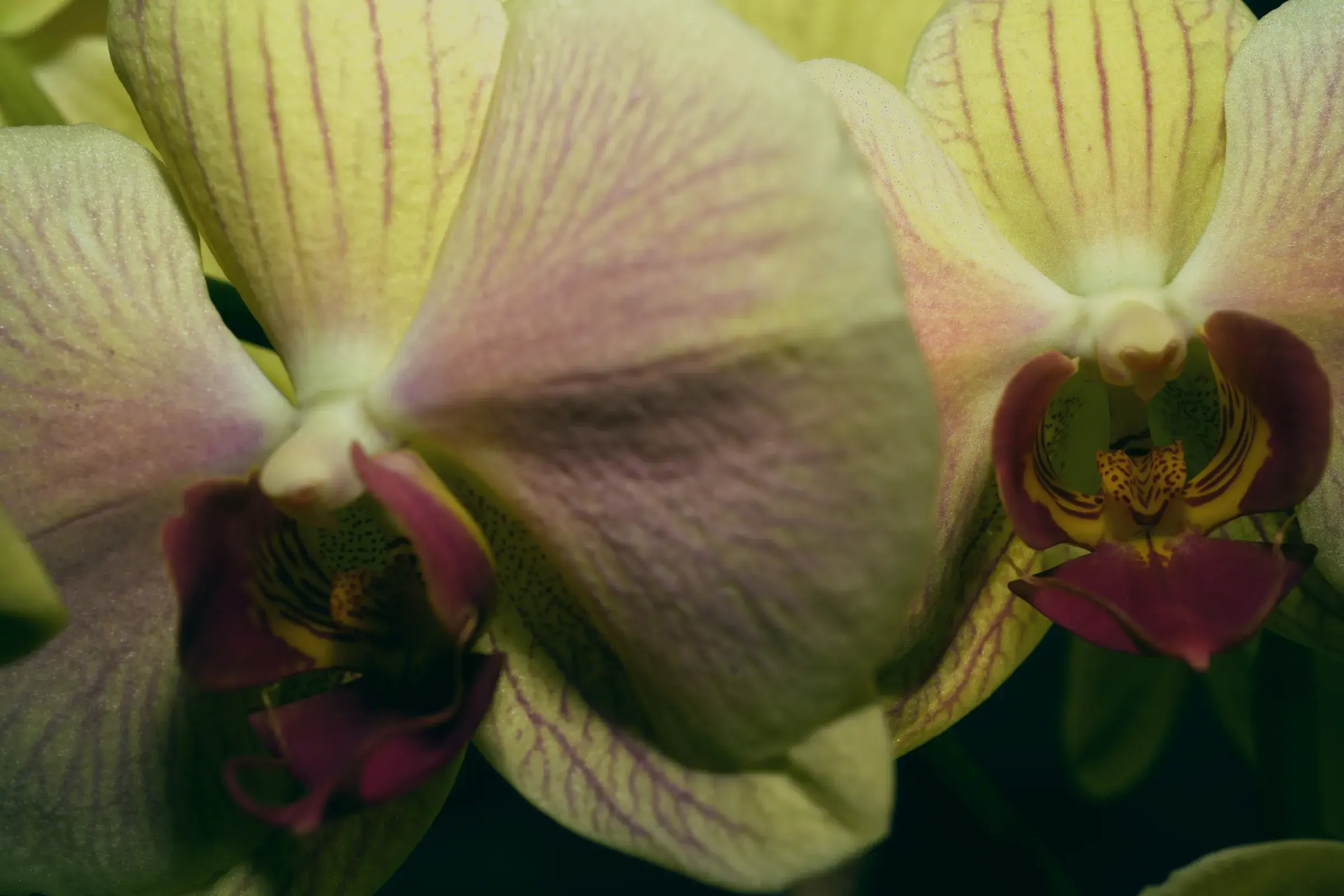 two cream and green orchids side by side, magenta markings on the lip