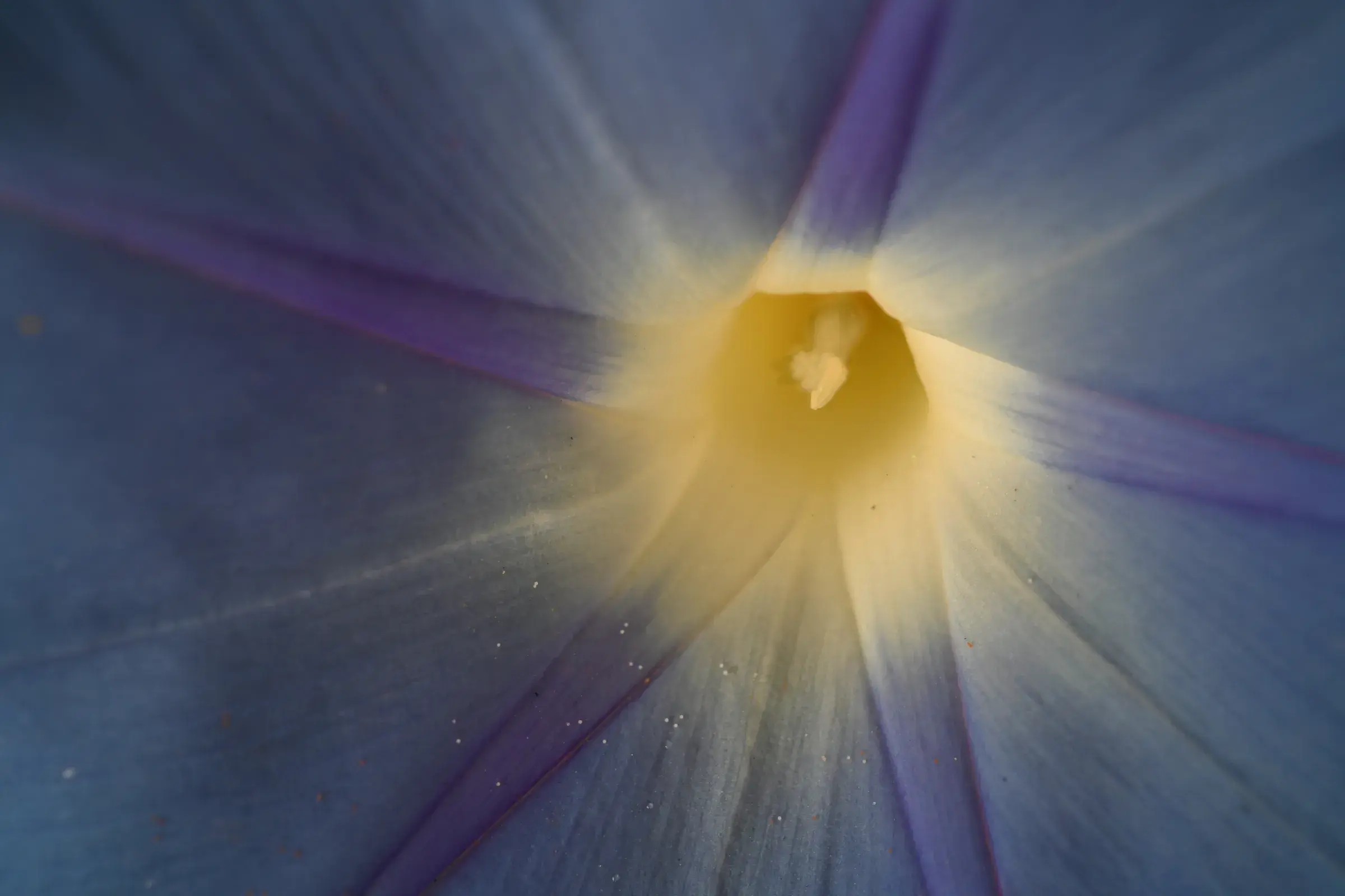 glowing pale bloom centre radiating yellow-white light, lavender wash