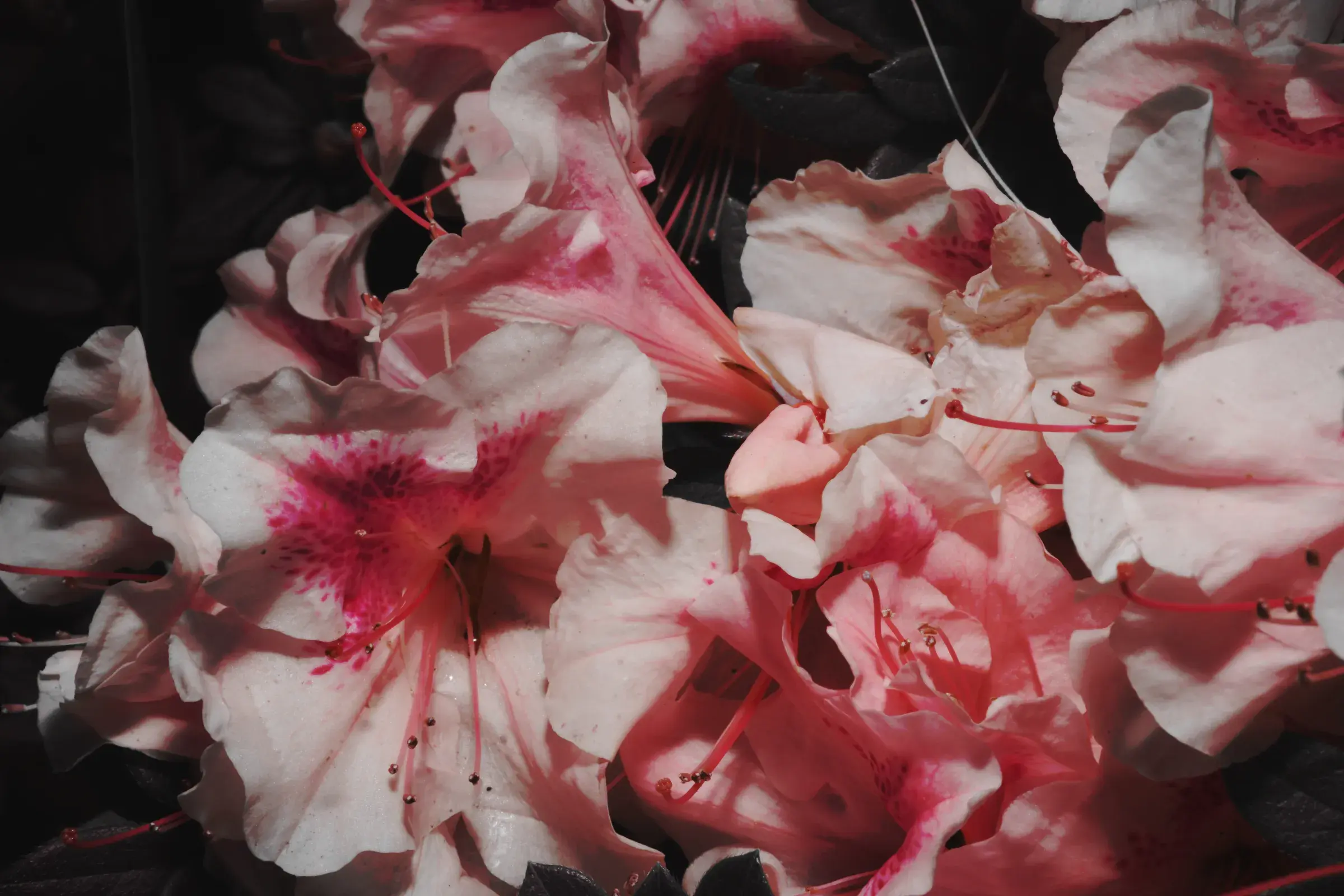 cluster of frilled pink and white azalea blossoms