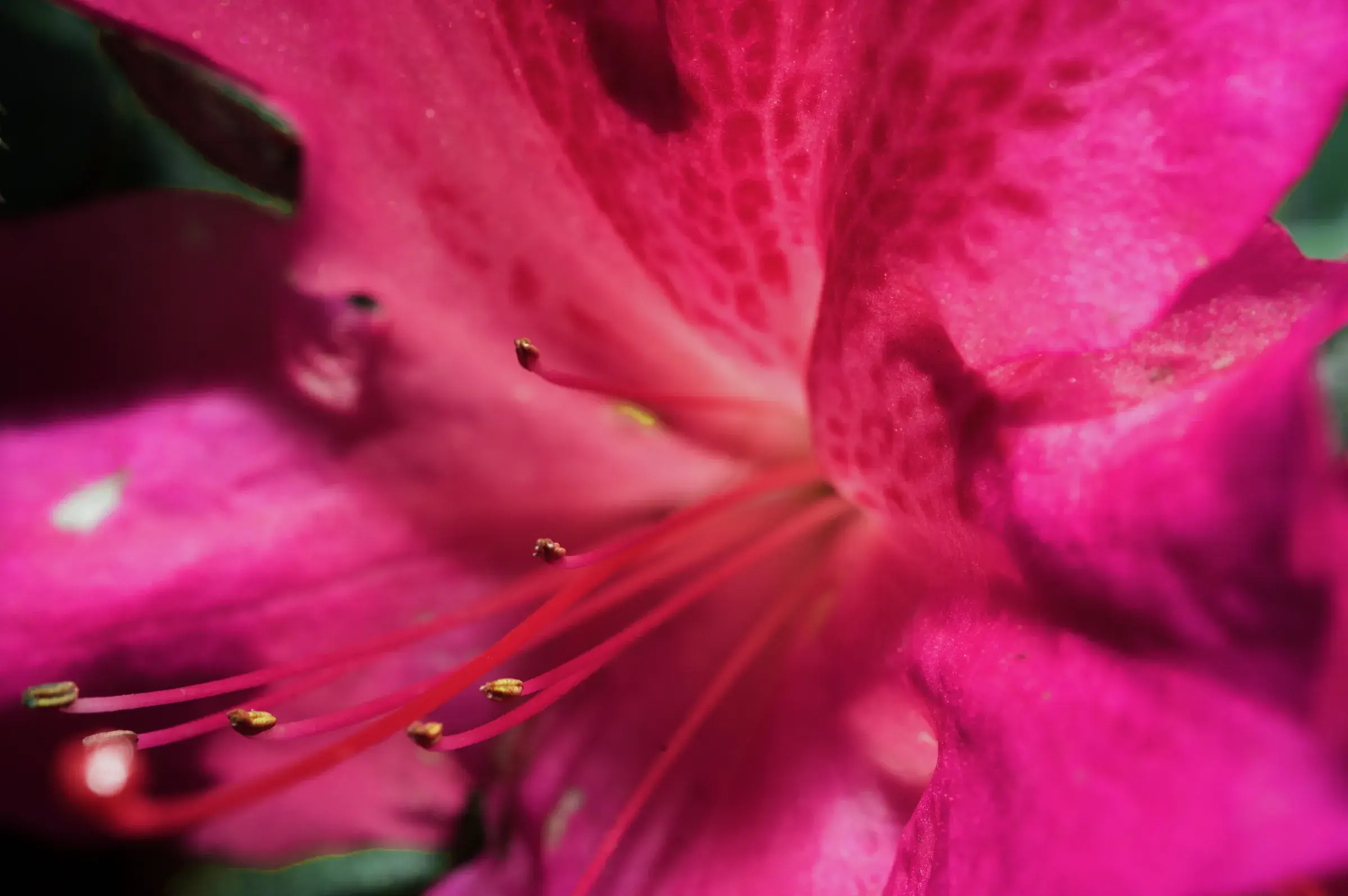 hot pink azalea in macro, magenta veining running through the petals