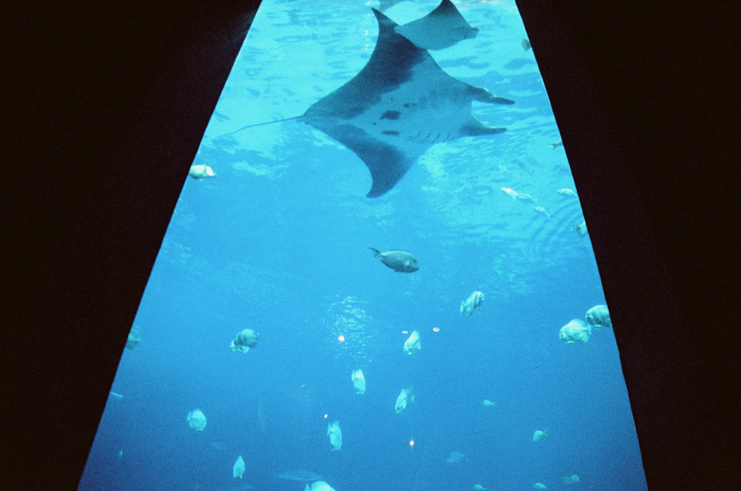 aquarium tank glowing turquoise, rays and fish silhouetted, dark room around it