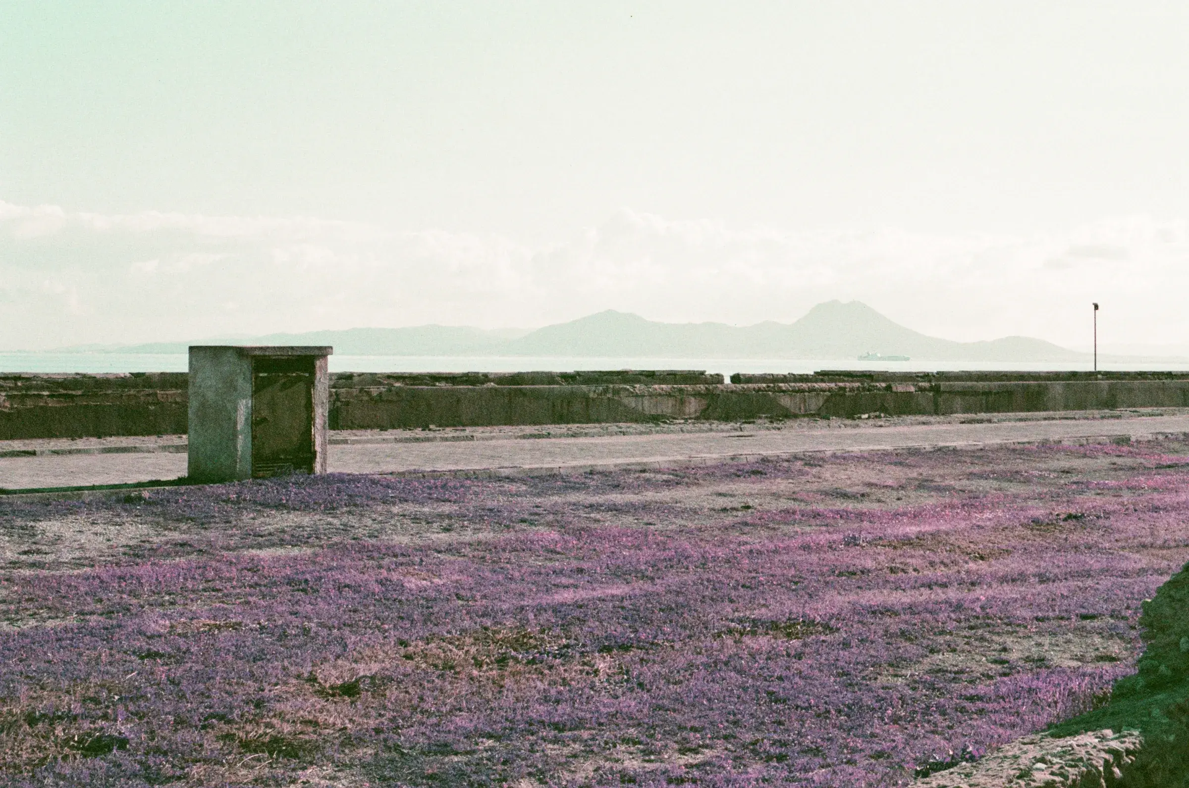 flat field of magenta wildflowers running to distant mountains under a pale sky